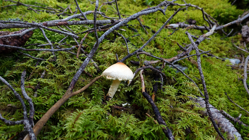 2017-09-13_142910 trentino-suedtirol-2017.jpg - Wanderung von Stilfs nach Prad